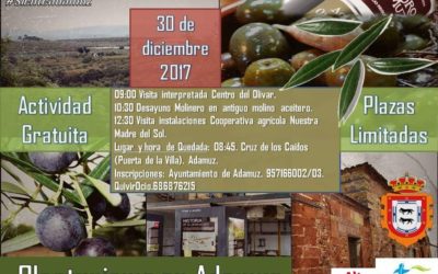 ACTIVIDAD DE OLEOTURISMO.